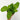 Calathea Musaica