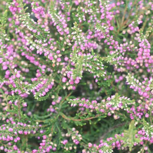 Calluna ‘Tib’