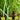 Carex stricta (Tussock Sedge)