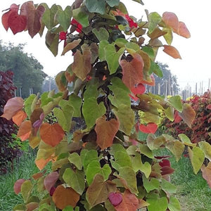 Redbud 'Hearts A'Fire' Tree