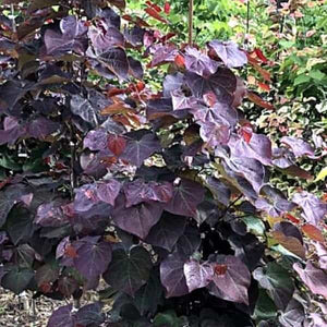 Redbud 'Black Pearl' Tree