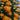 Close-up of bright orange flowers with green leaves