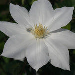 Clematis Isago