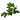 coffee plant