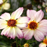 Coreopsis Nova Jewel