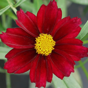 Coreopsis Big Bang 'Mercury Rising'