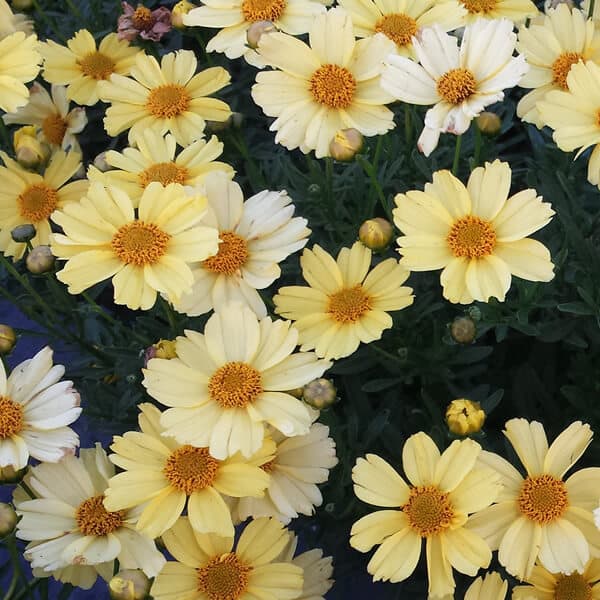 Coreopsis 'Creme Brulee'