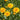 Coreopsis 'Early Sunrise' (Tickseed)