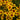 Coreopsis Designer Threads® 'Golden Needles' (Threadleaf Coreopsis)