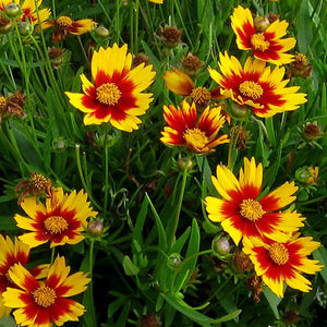 Coreopsis Li'l Bang 'Daybreak'