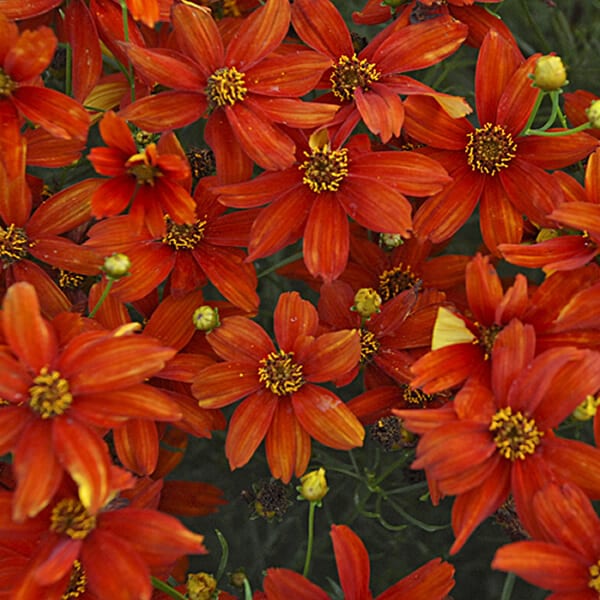 Coreopsis Sizzle & Spice