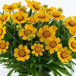 Coreopsis Solanna™ Bright Touch