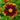 Coreopsis UpTick™ Red