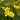 Coreopsis verticillata (Threadleaf Coreopsis)