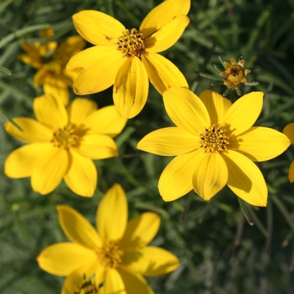 Coreopsis 'Zagreb'