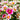 Coreopsis Li'l Bang™ 'Starstruck' (Tickseed) PRC