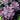 Cotinus Winecraft Black® (Smoke Tree) CNT