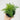 Rabbit's Foot Fern