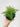 Rabbit's Foot Fern