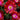 delosperma jewel of desert garnet ice plant