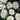 delosperma jewel of desert moonstone