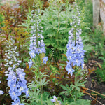 Delphinium 'Magic Fountains Sky Blue'