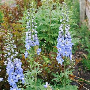 Delphinium 'Magic Fountains Sky Blue'