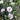 Dianthus Scent First® 'Coconut Surprise'