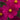 Cosmos Sonata Carmine