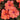 SunPatiens® Compact Coral Pink