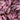Hypoestes Pink