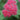Spirea Double Play® 'Red'
