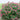 Spirea Double Play® 'Red'