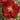 Chaenomeles Double Take 'Scarlet' (Flowering Quince)