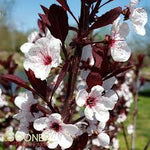 Purple Sand Cherry (Prunus)