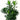 dracaena reflexa