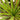 dracaena bicolor 1