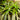 dracaena marginata bush 1