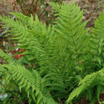 Goldie’s Wood Fern