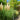Ornamental Grass: Jet Streams™ (Dwarf Pampas Grass)