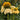 Echinacea purpurea 'Mellow Yellows' (Coneflower)