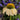 Echinacea purpurea 'Mellow Yellows' (Coneflower)