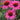 Echinacea ‘Pica Bella’ (Coneflower)