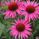 Echinacea 'Pica Bella'