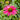 Echinacea Kismet® 'Raspberry' (Coneflower)