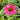 Echinacea Kismet® 'Raspberry' (Coneflower)