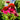 echinacea poco hot pink coneflower

