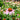 Echinacea purpurea (Purple Coneflower) CNT