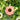 Echinacea Sunseekers® 'Rainbow' (Coneflower) CNT