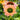 Echinacea Sunseekers® 'Rainbow' (Coneflower) CNT